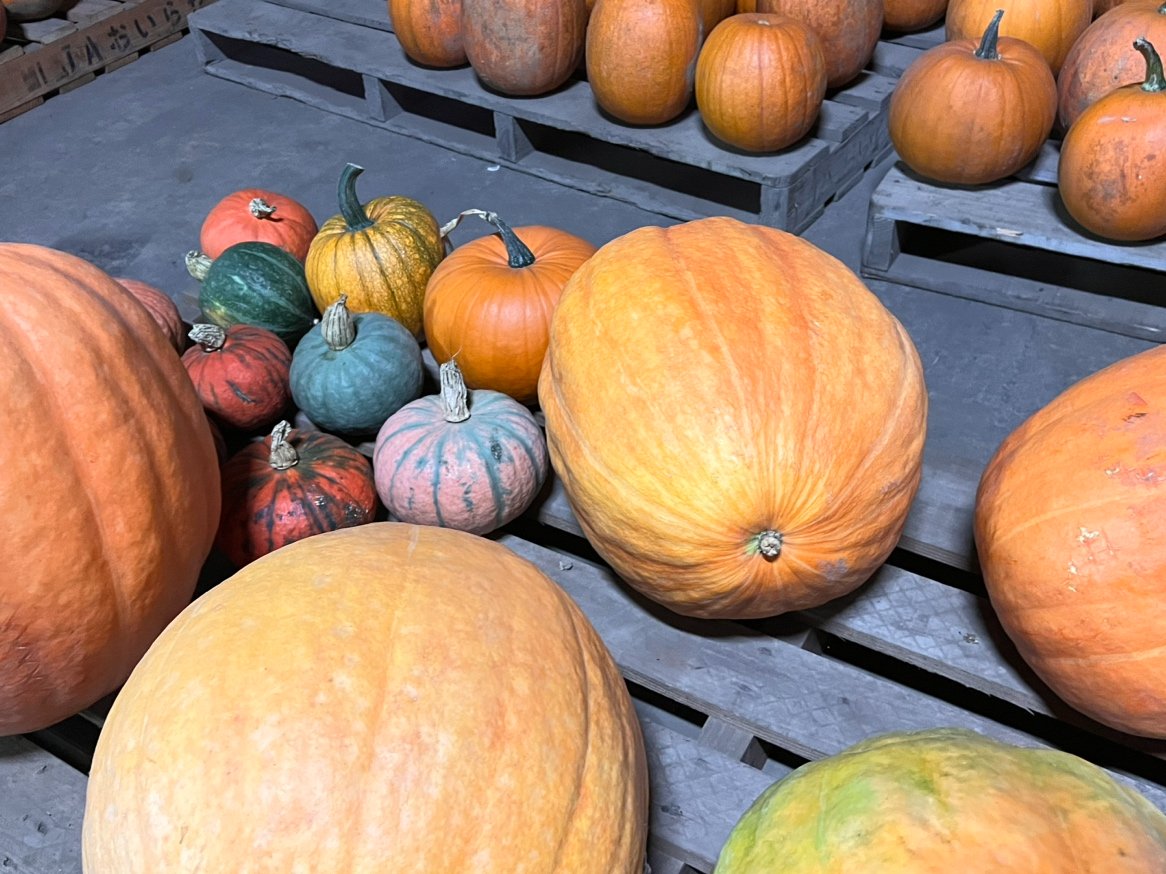 FRP製カボチャ 夢の魔女カボチャ – i-BLOOM SQUISHY OFFICIAL SHOP