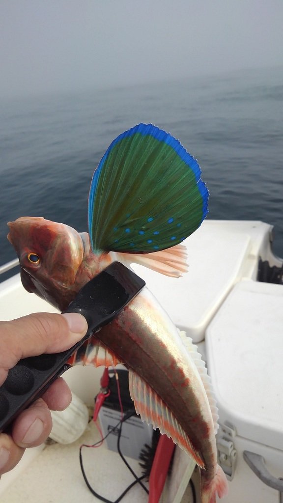 きれいなお魚.jpg